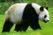 panda30