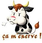 vache ça m'énerve.jpg