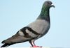 pigeon.jpg