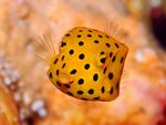 anemone-clown_1306576816-poisson-coffre-poisson-vache.jpg