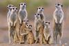 suricate
