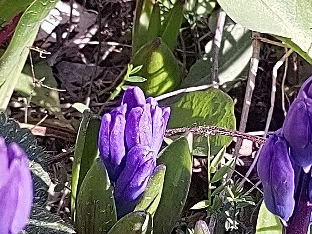 Photo avec le zoom x3.