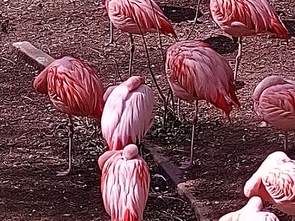 Photo avec le zoom x8.