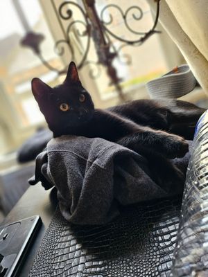 Un joli petit chat...