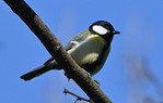 Mésange charbonnière-La Bâtie-16022025.JPG