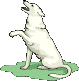 toutou
