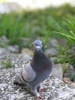 image pigeon.jpg