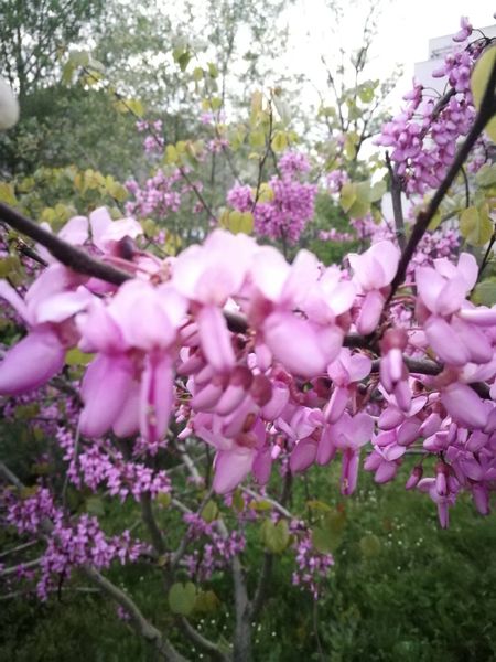 IMG_20170414_185621.jpg