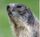 Avatar de marmottin