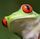 Avatar de Frograna