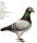 Avatar de lpf